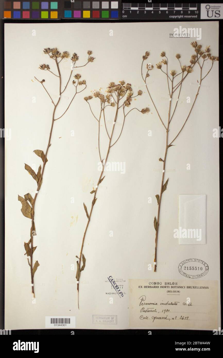 Vernonia undulata Oliv Hiern. Stock Photo