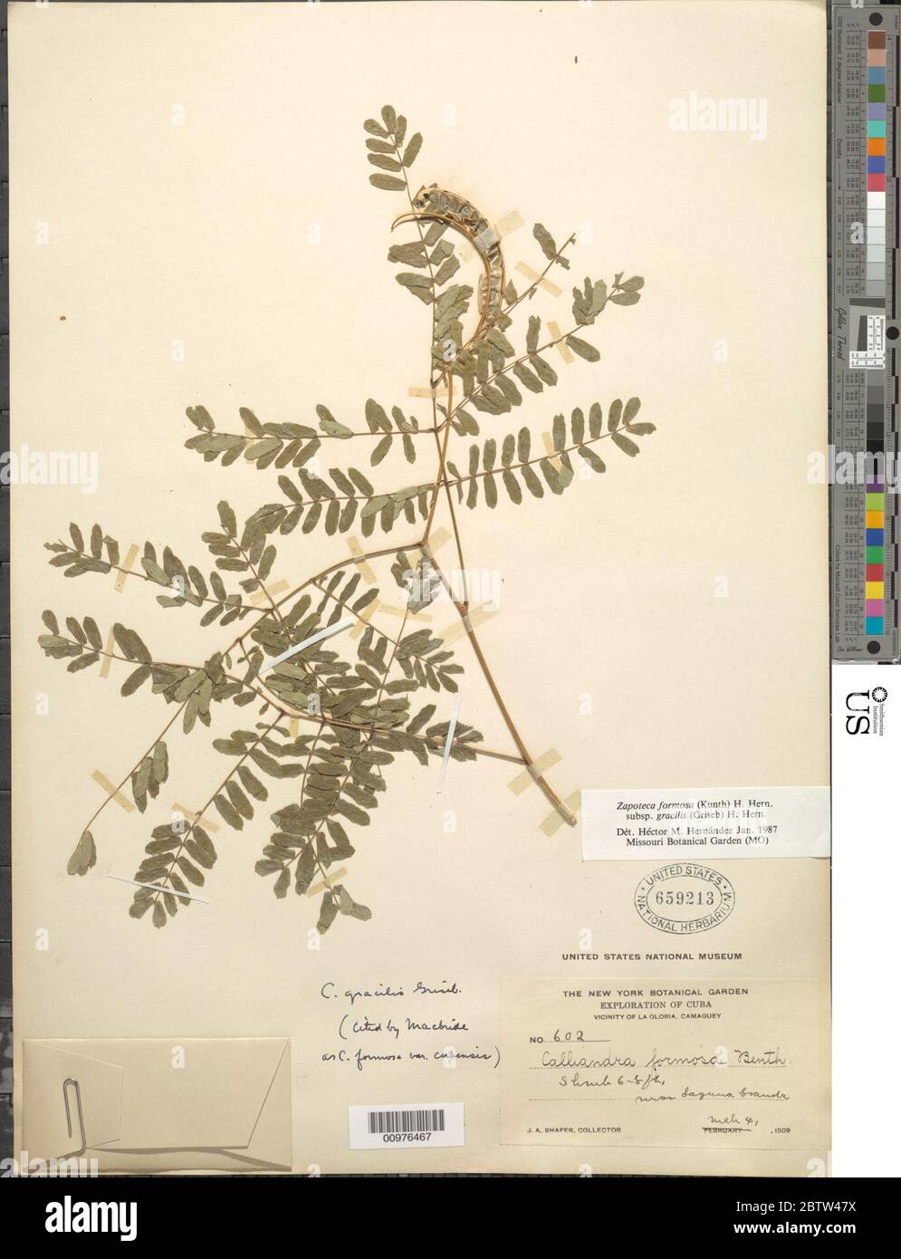 Zapoteca formosa subsp gracilis Griseb HM Hern. Stock Photo