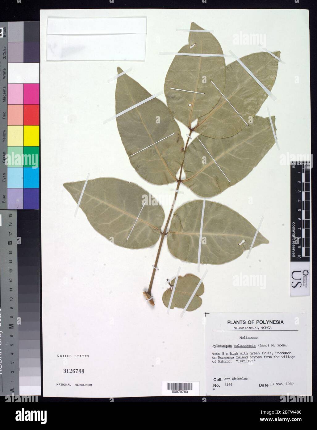 Xylocarpus molaccepsis Lam M Roem. Stock Photo
