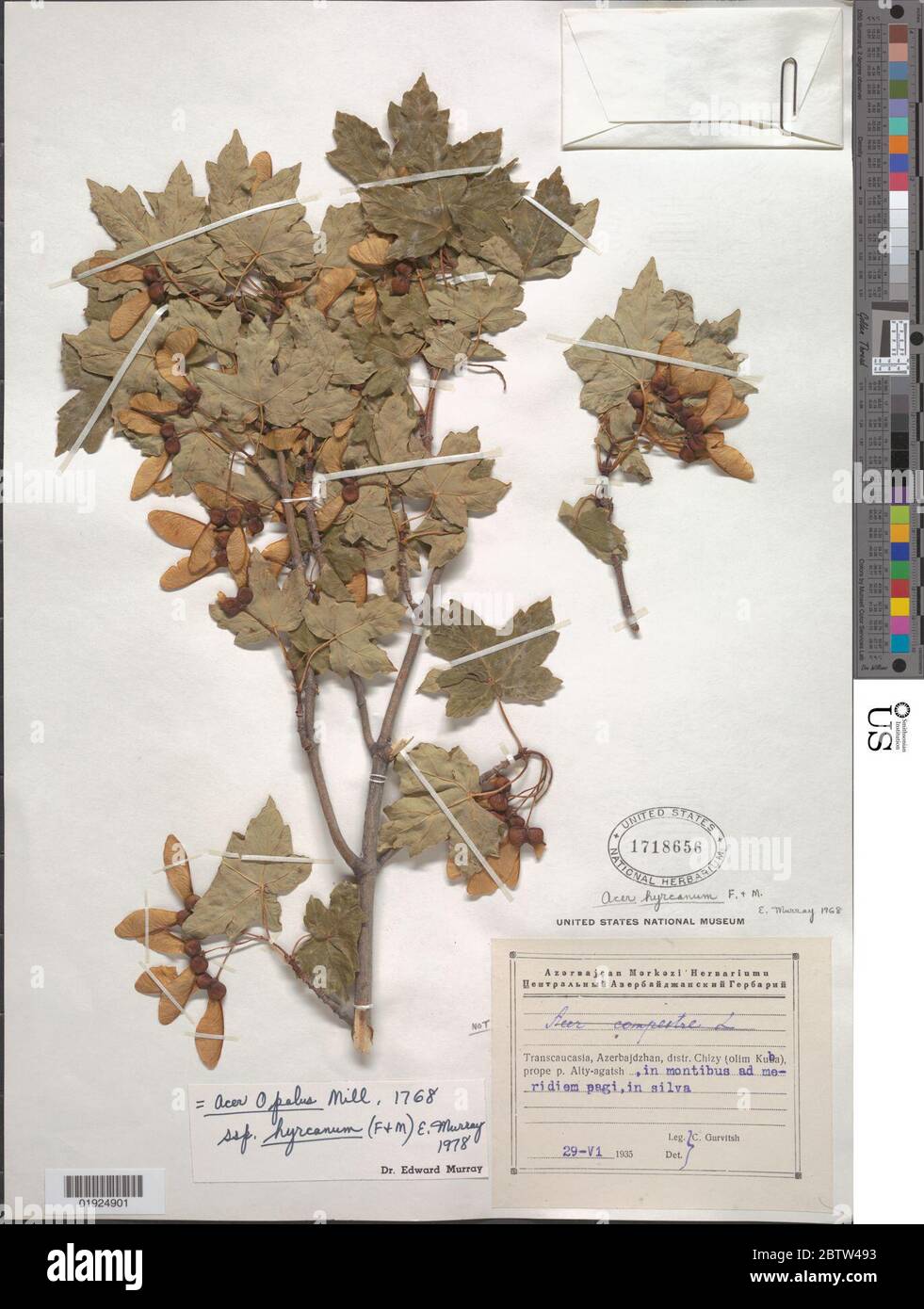 Acer opalus subsp hyrcanum Fisch CA Mey AE Murray. Stock Photo