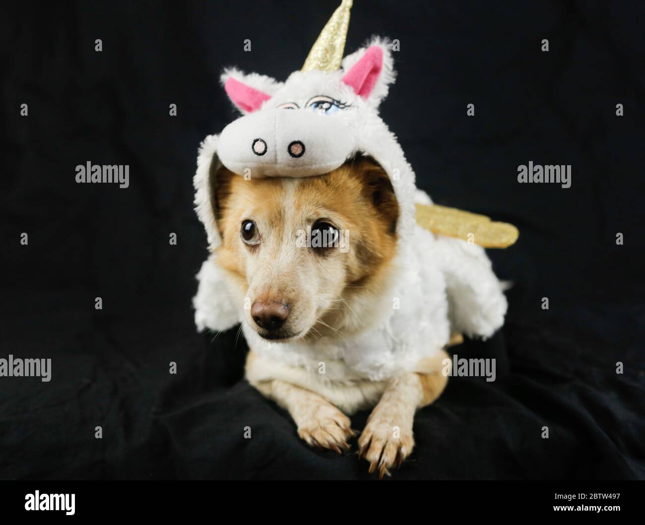 Unicorn dog cheap dress