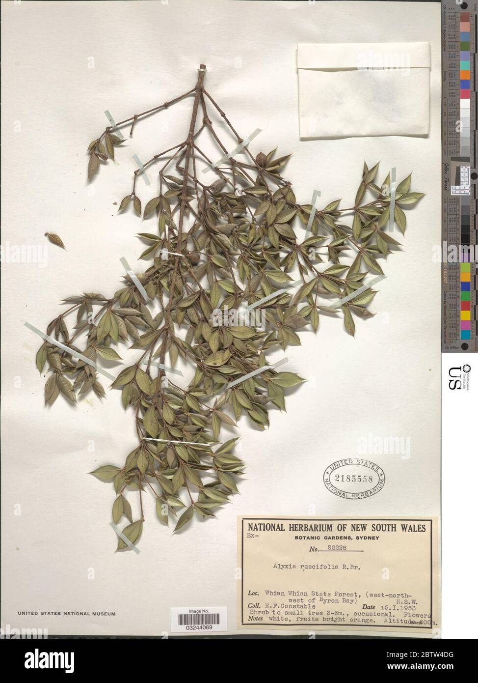 Alyxia ruscifolia Aiton. Stock Photo