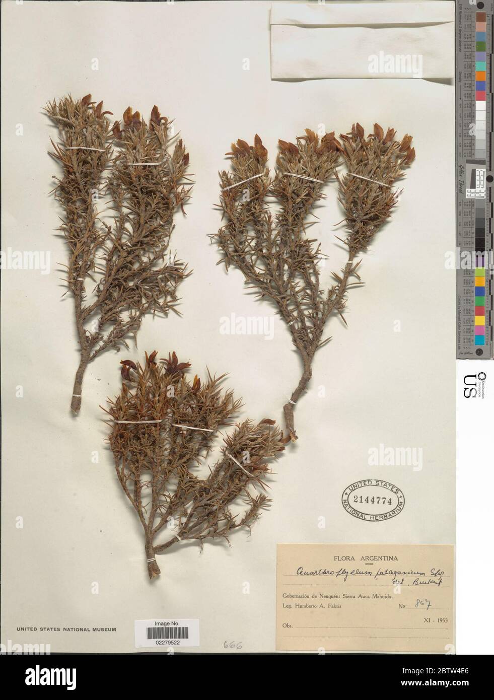 Anarthrophyllum patagonicum Speg. Stock Photo