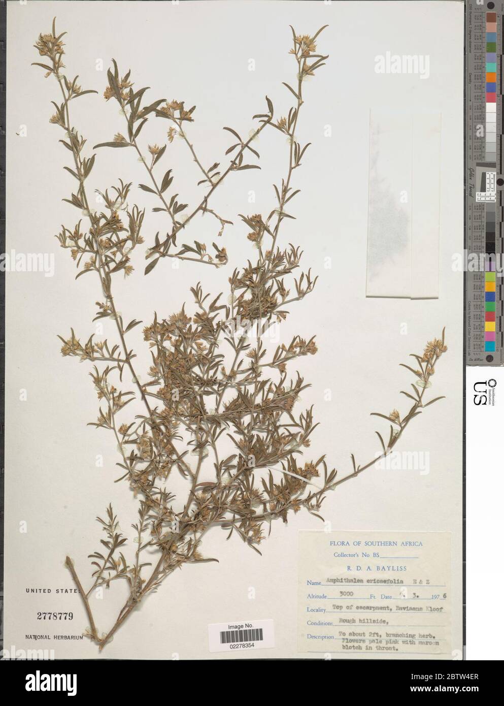 Amphithalea ericaefolia L Eckl Zeyh. Stock Photo