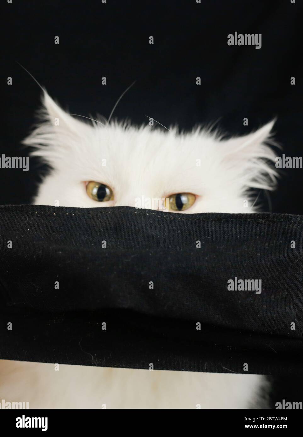 White cat in quarantine mask Stock Photo Alamy