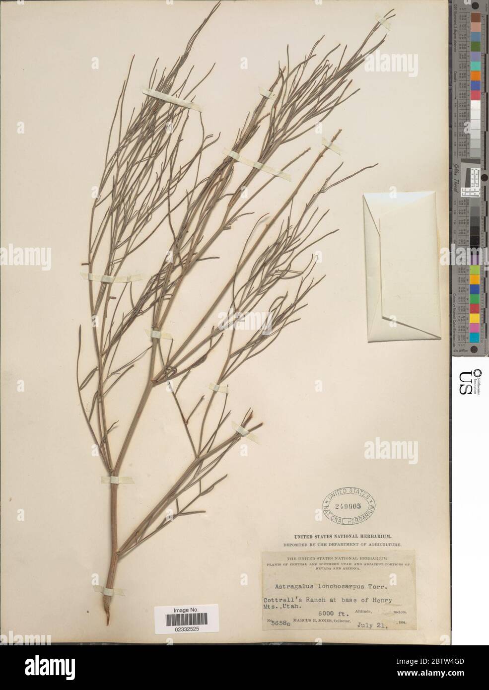 Astragalus lonchocarpus Torr. Stock Photo