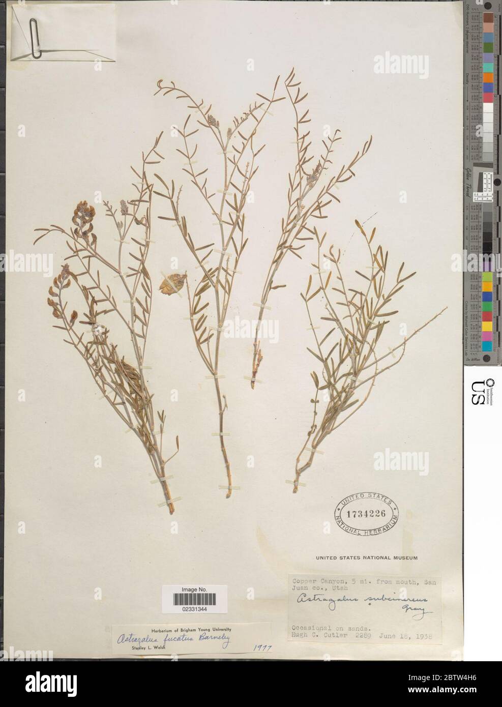 Astragalus fucatus Barneby. Stock Photo