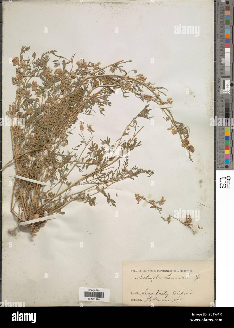 Astragalus lemmonii A Gray. Stock Photo