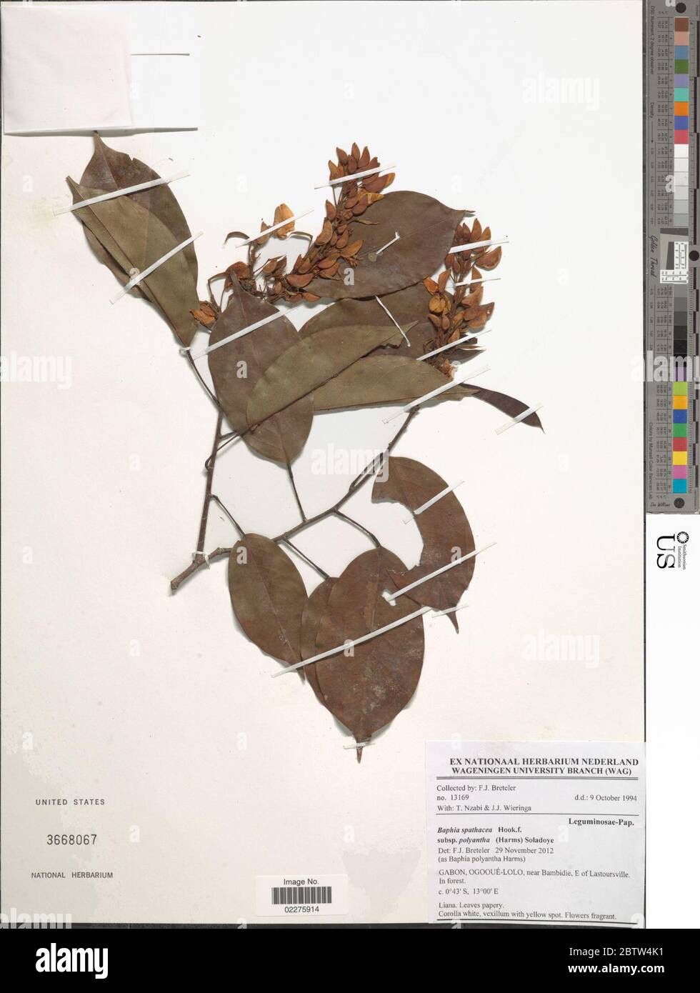Baphia spathacea subsp polyantha Harms Soladoye. Stock Photo