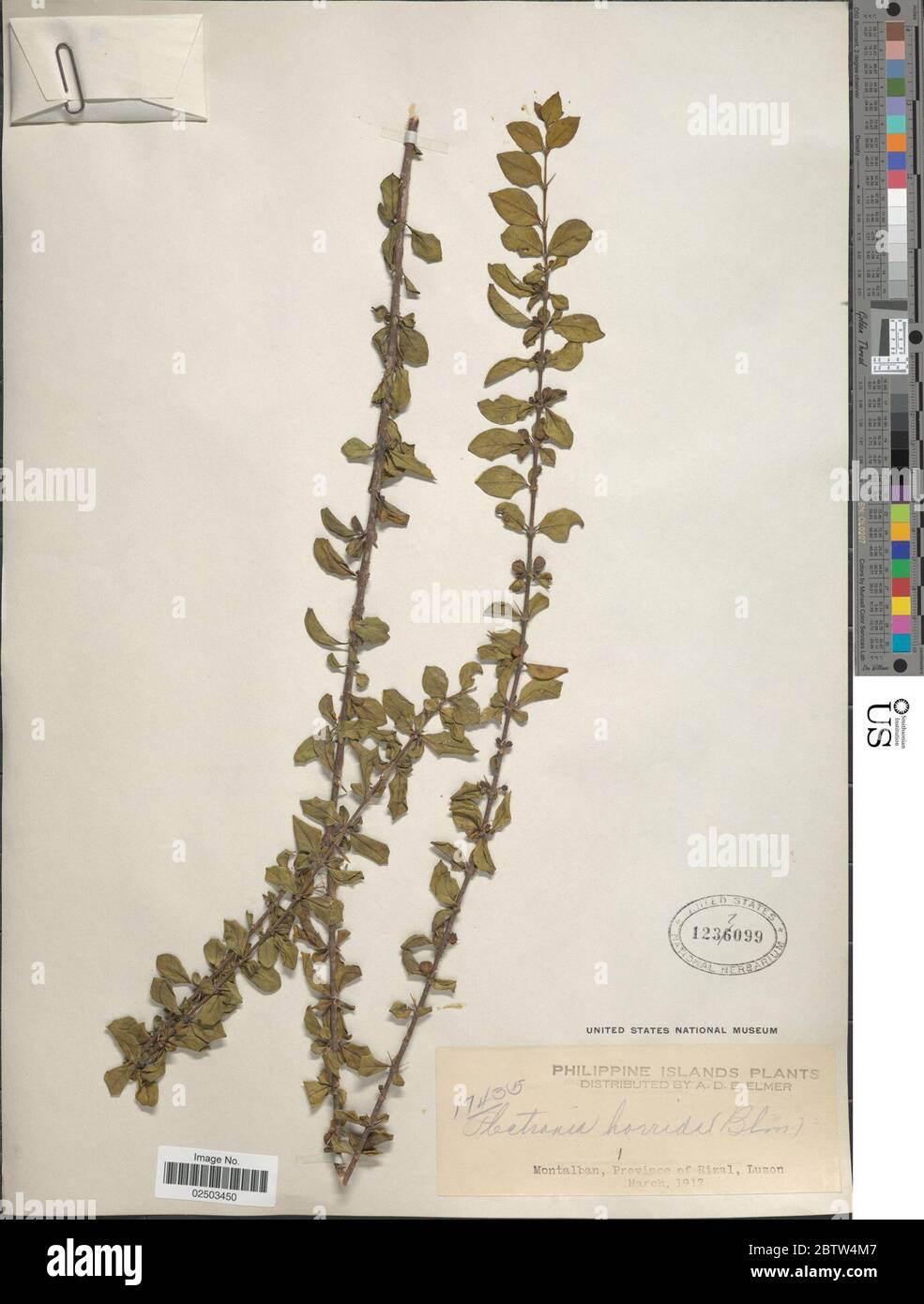 Canthium horridum Blume. Stock Photo