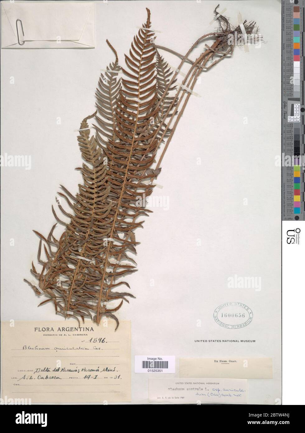 Blechnum australe subsp auriculatum Cav de la Sota. Stock Photo