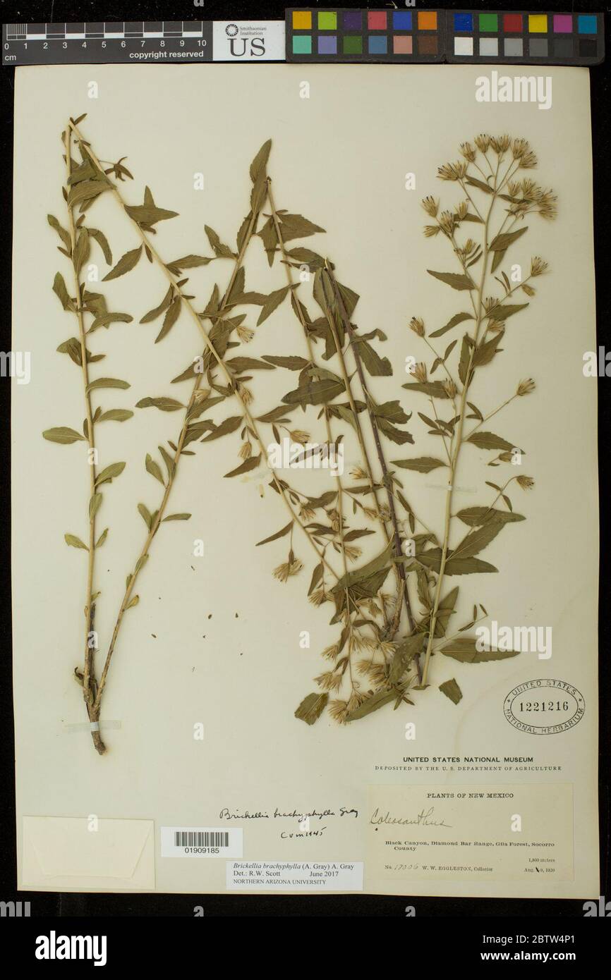 Brickellia brachyphylla A Gray A Gray. Stock Photo