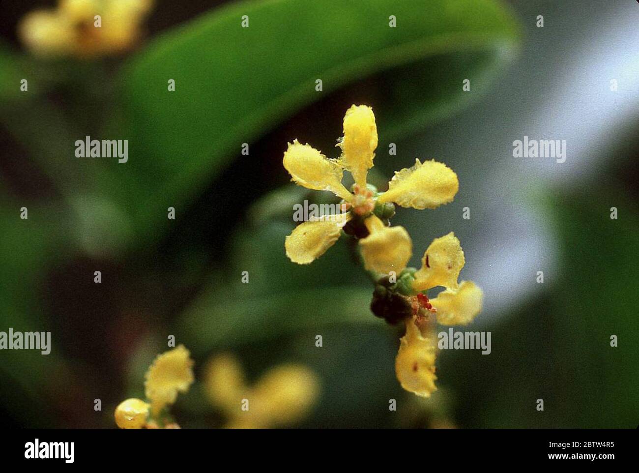 Bunchosia glandulosa Cav Rich ex Juss. Stock Photo