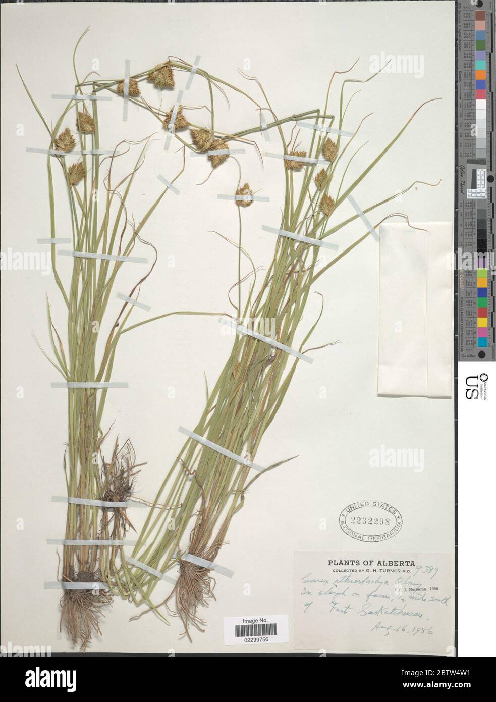 Carex athrostachya Olney in A Gray. Stock Photo