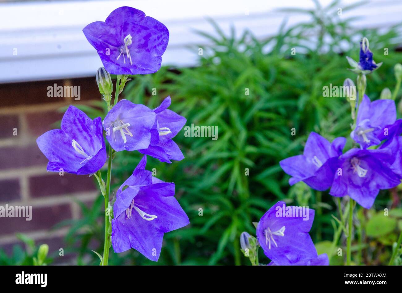 Purple Canterbury Bell flowers in a residential garden Stock Photo Alamy