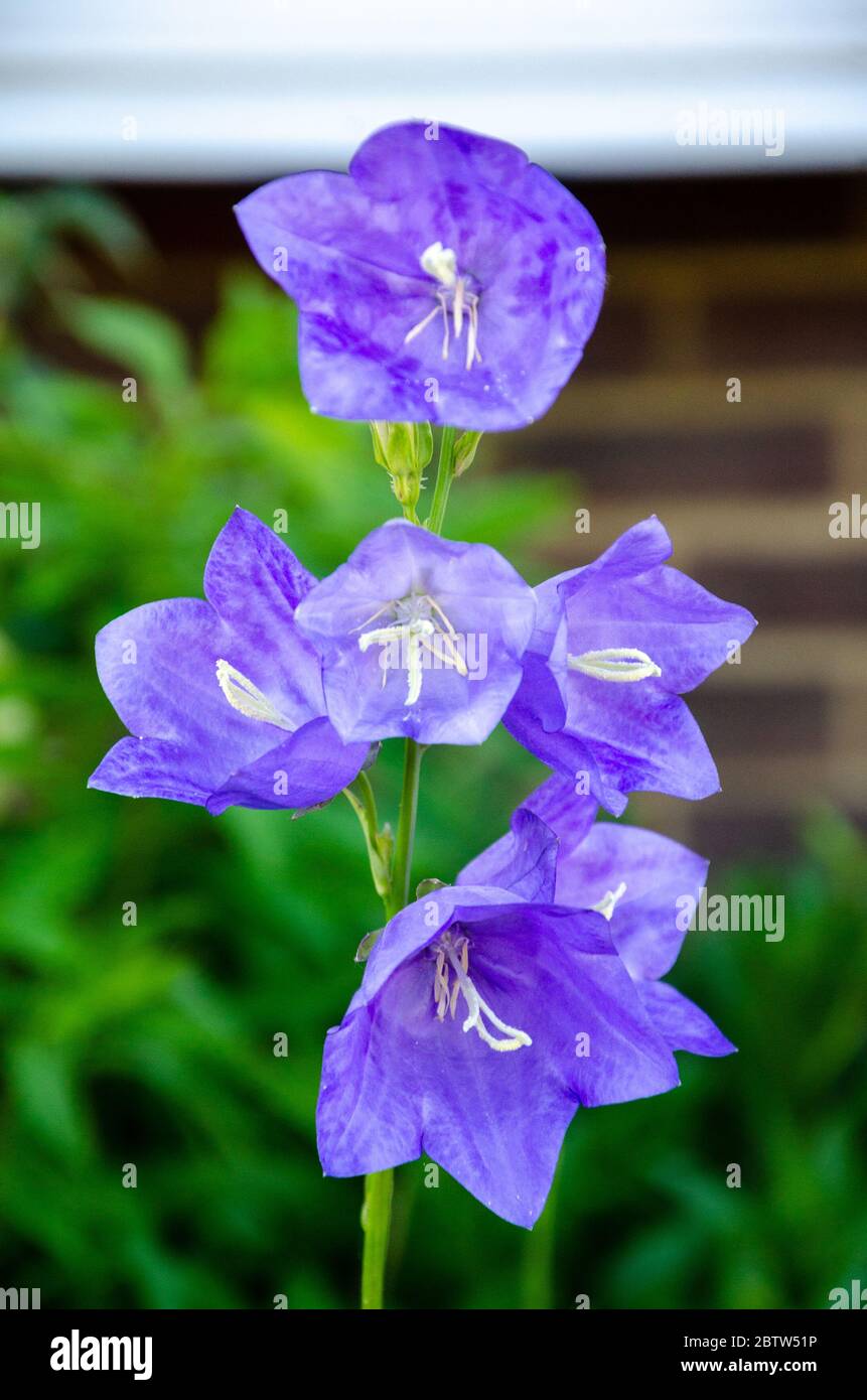 Purple Canterbury Bell flowers in a residential garden Stock Photo Alamy