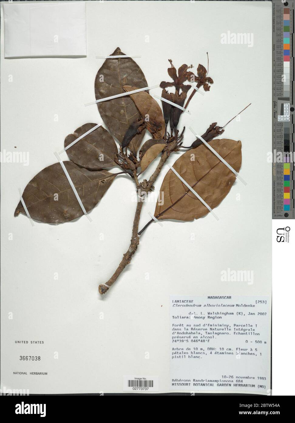 Clerodendrum alboviolaceum Moldenke. Stock Photo