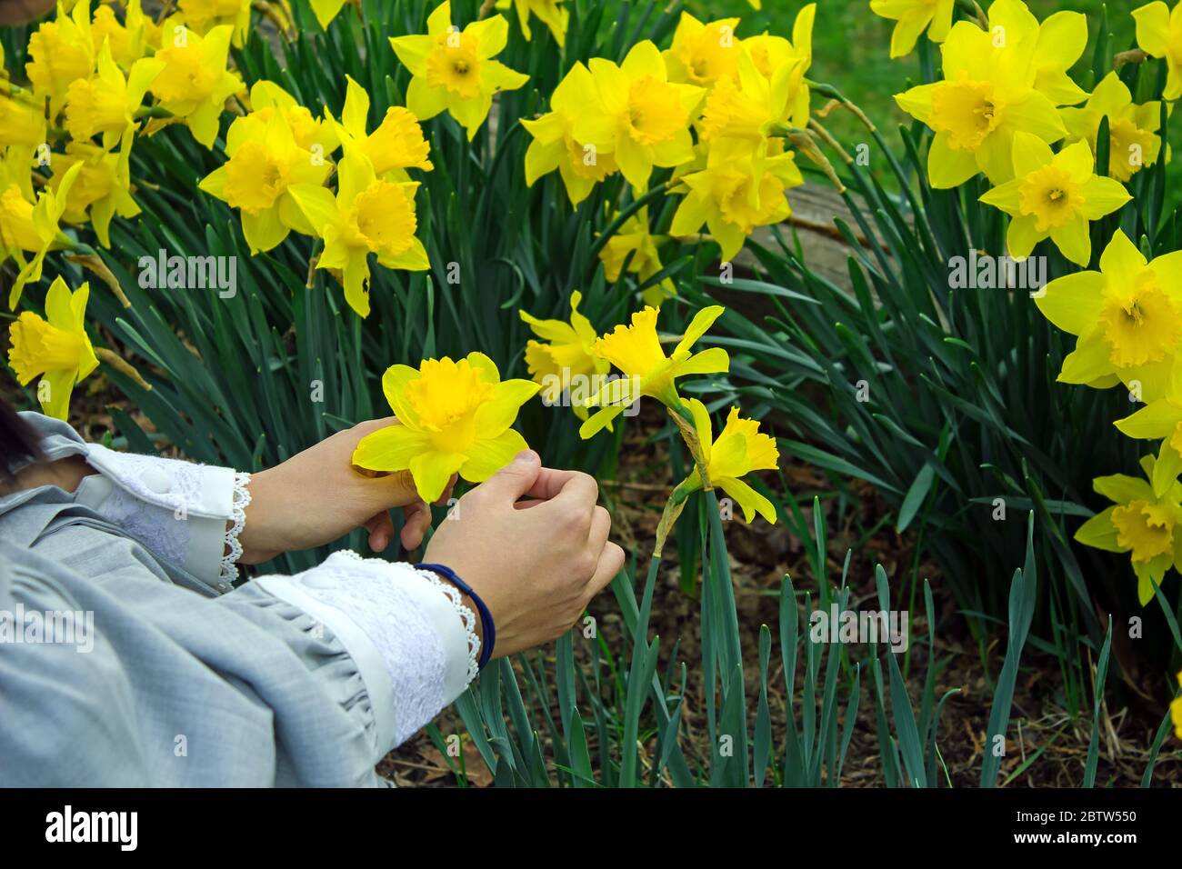 Young woman admiring daffodils Stock Photo