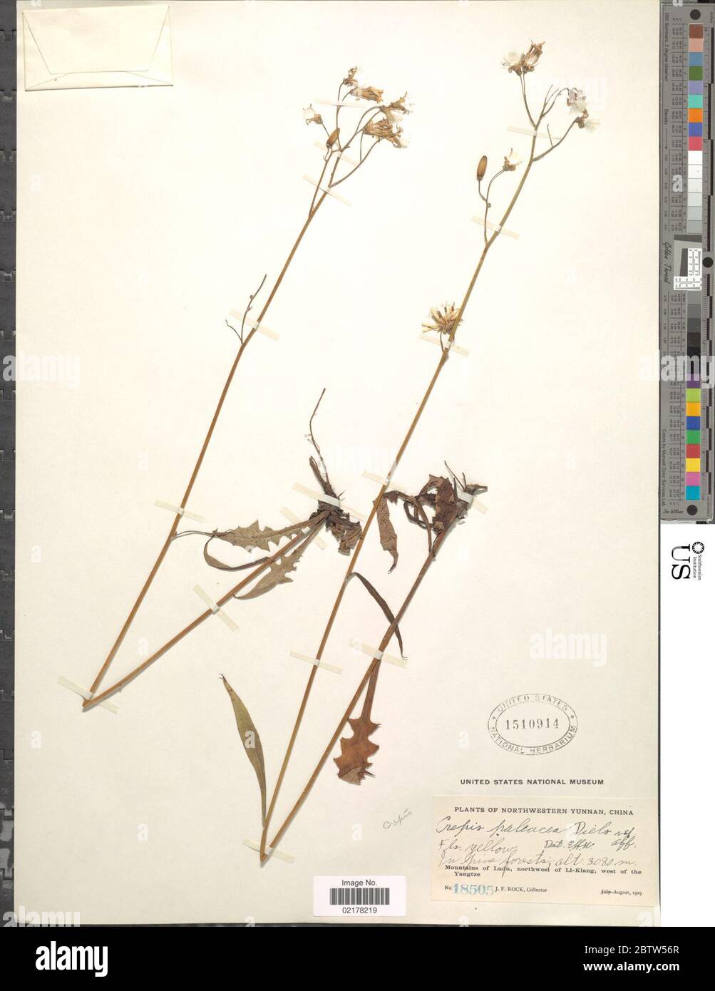 Crepis paleacea Diels. Stock Photo