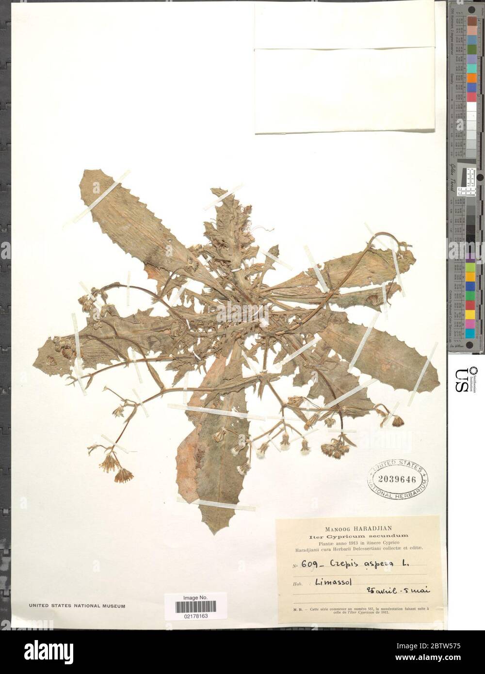Crepis aspera L. Stock Photo