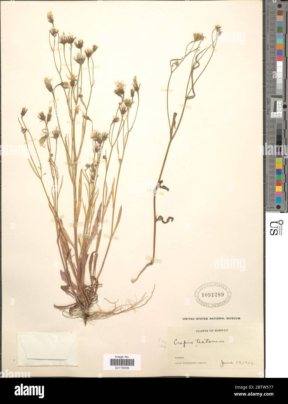 Crepis tectorum L. Stock Photo