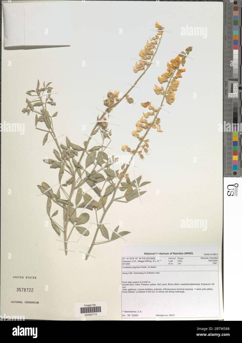 Crotalaria argyraea. Stock Photo
