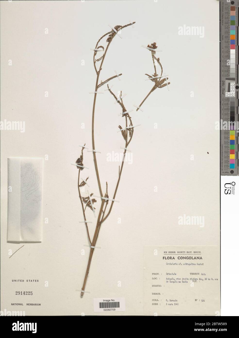 Crotalaria astragalina Hochst ex A Rich. Stock Photo