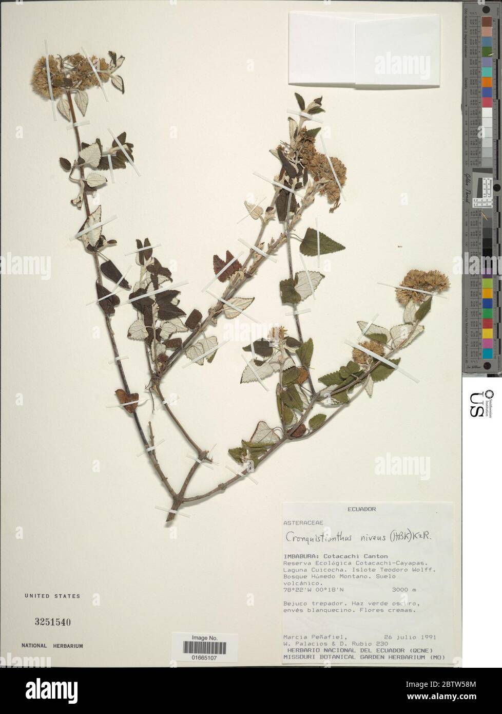Cronquistianthus niveus HBK RM King H Rob. Stock Photo
