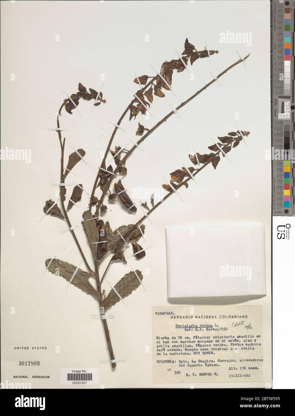 Crotalaria retusa L. Stock Photo