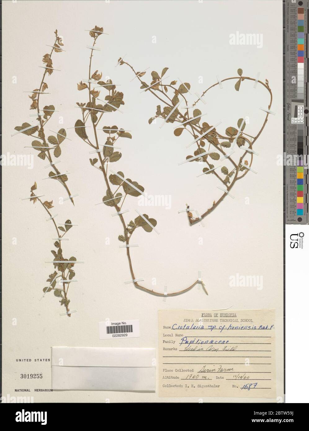 Crotalaria keniensis Baker f. Stock Photo