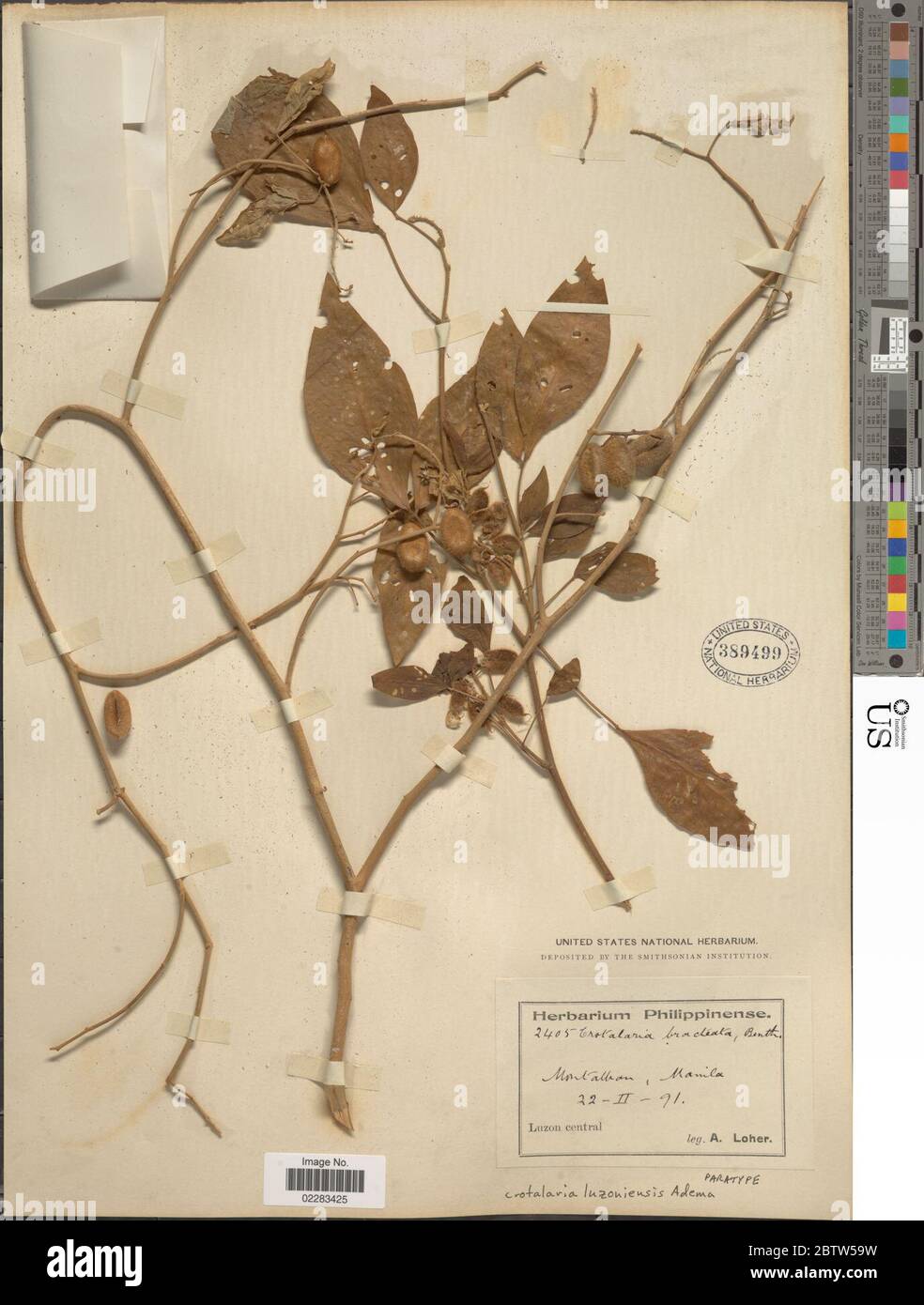 Crotalaria luzoniensis Adema. Stock Photo