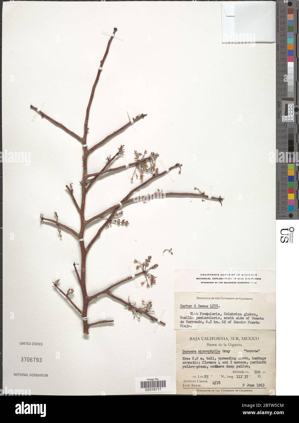 Bursera microphylla A Gray. 12 Jul 20191 Stock Photo