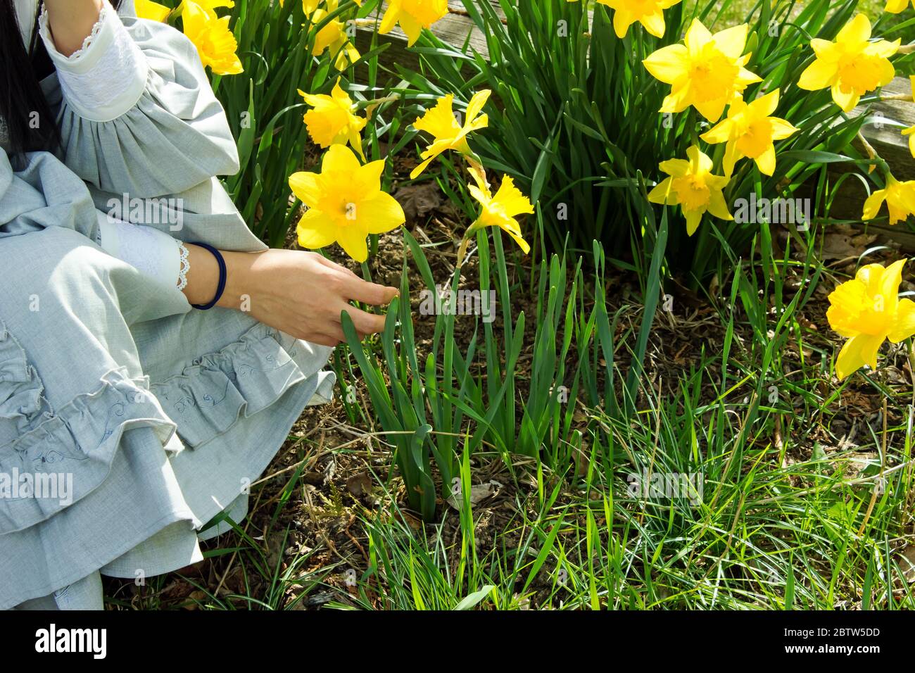 Young woman sitting in daffodil garden Stock Photo