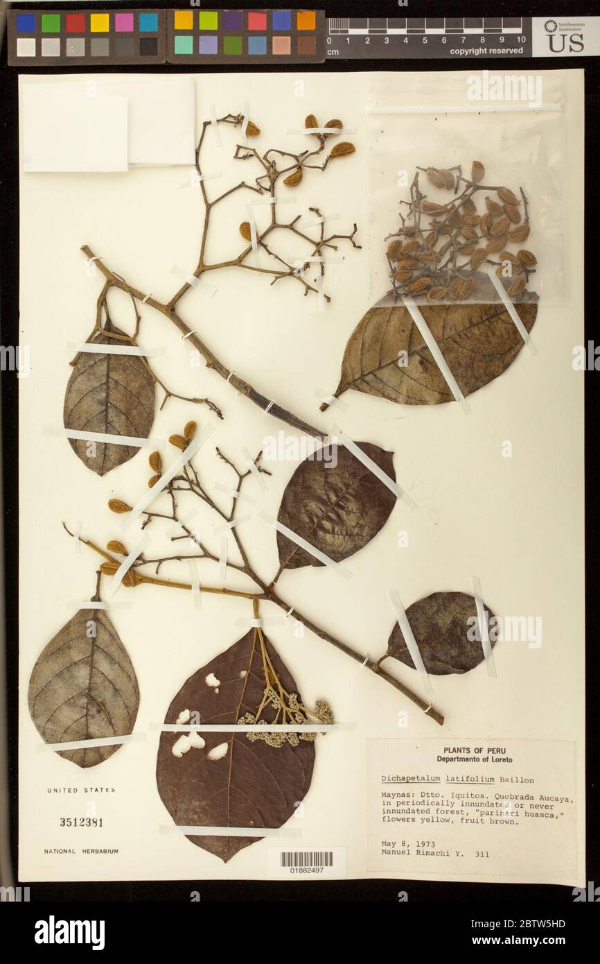 Dichapetalum latifolium Baill. Stock Photo