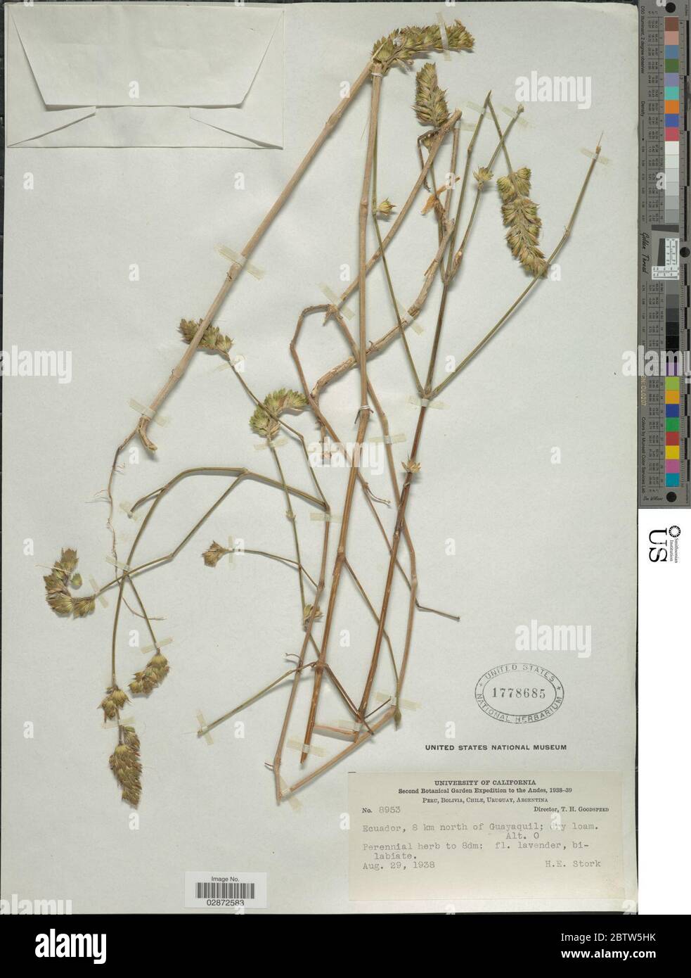 Dicliptera unguiculata Nees. Stock Photo