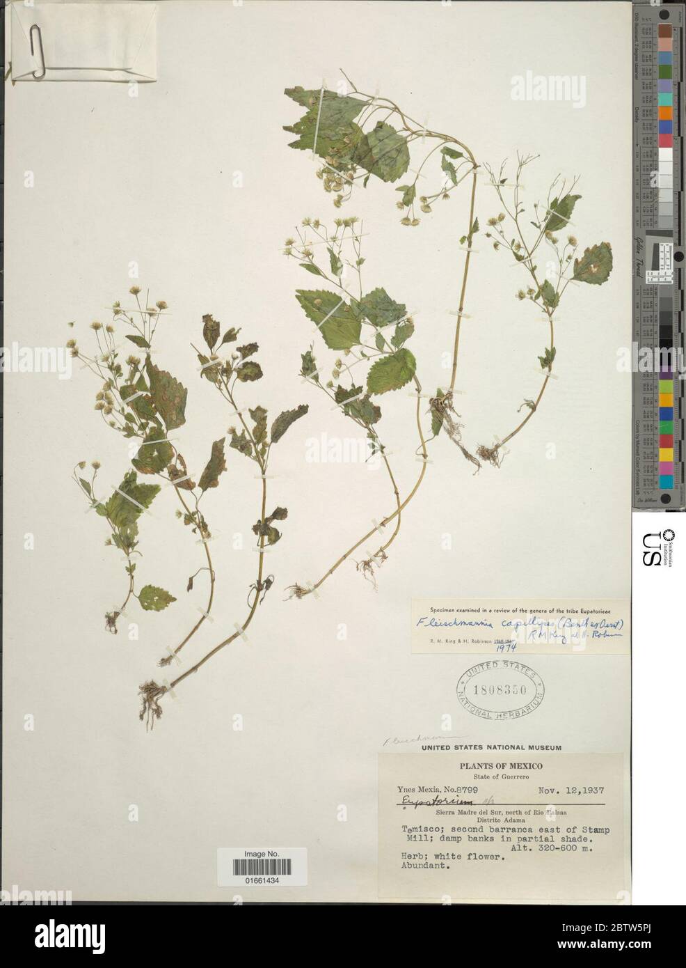 Fleischmannia capillipes Benth ex Oerst RM King H Rob. Stock Photo