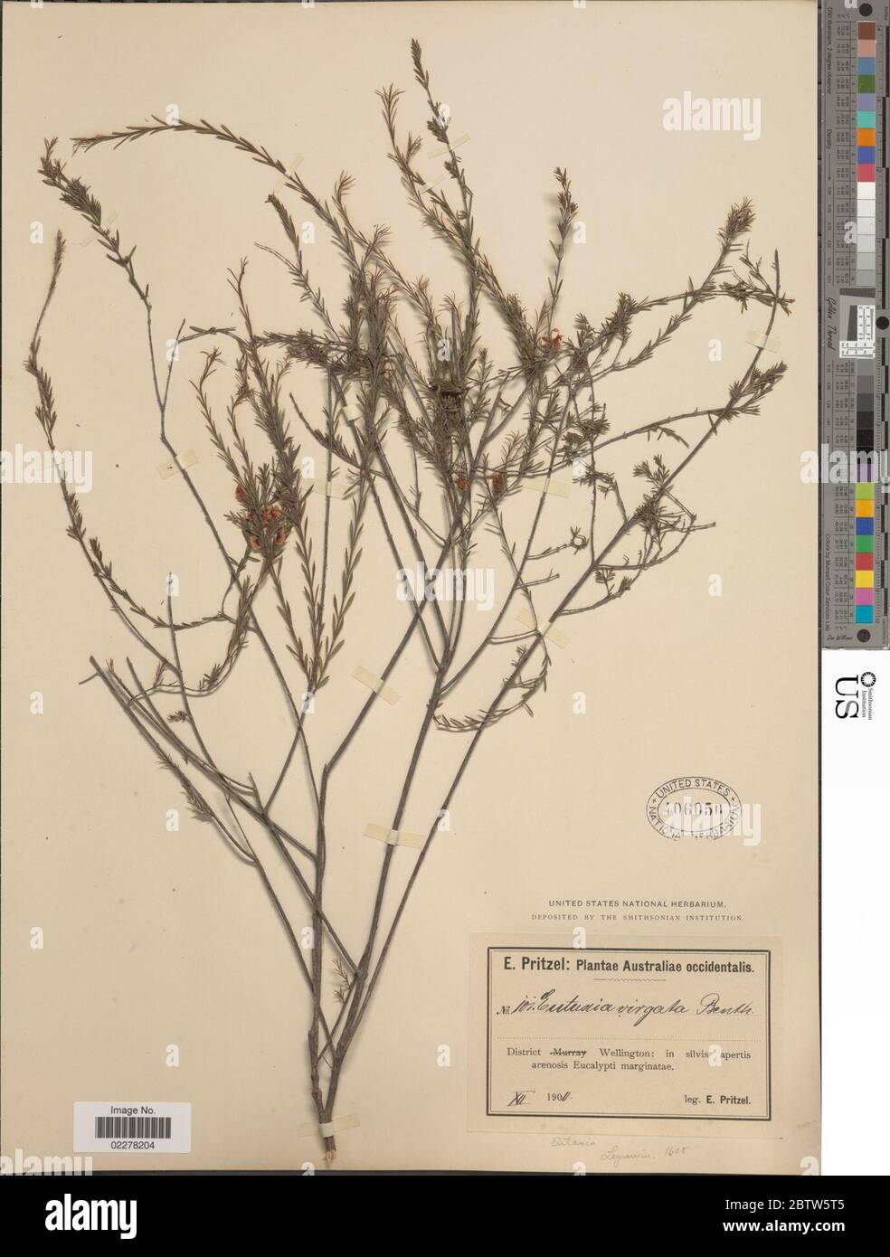 Eutaxia virgata Benth. Stock Photo