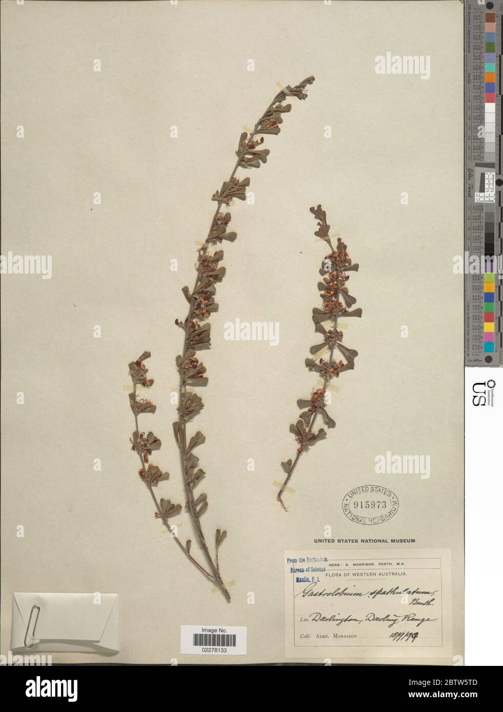 Gastrolobium spathulatum Benth. Stock Photo