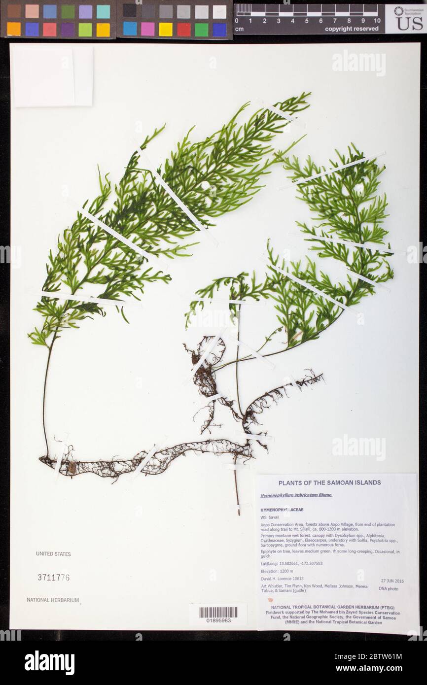 Hymenophyllum imbricatum. Stock Photo