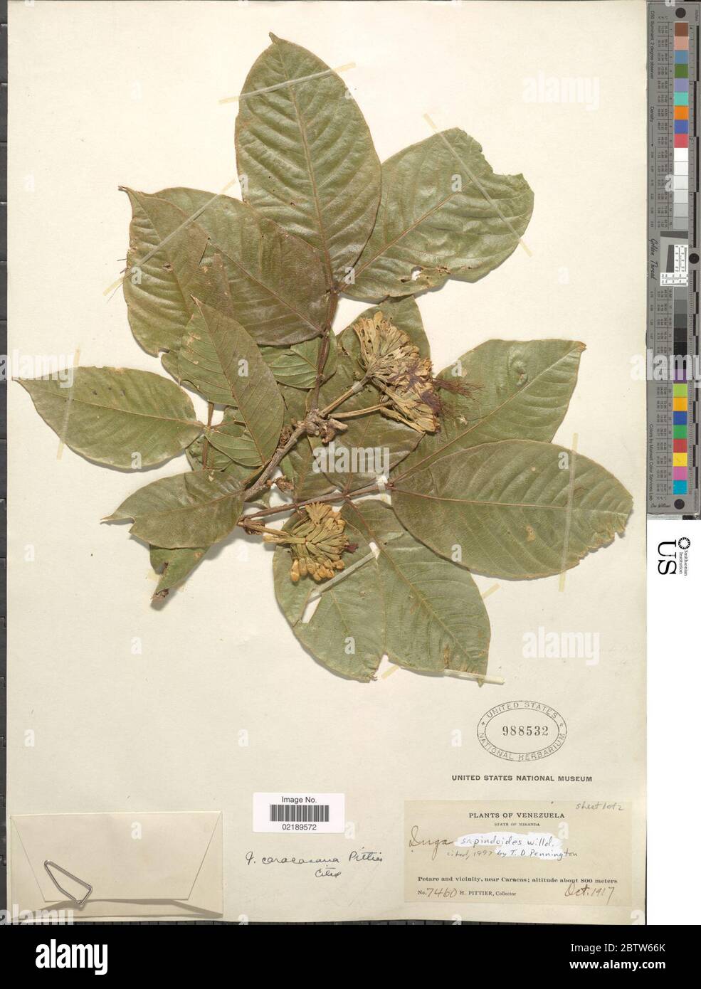 Inga sapindoides Willd. Stock Photo