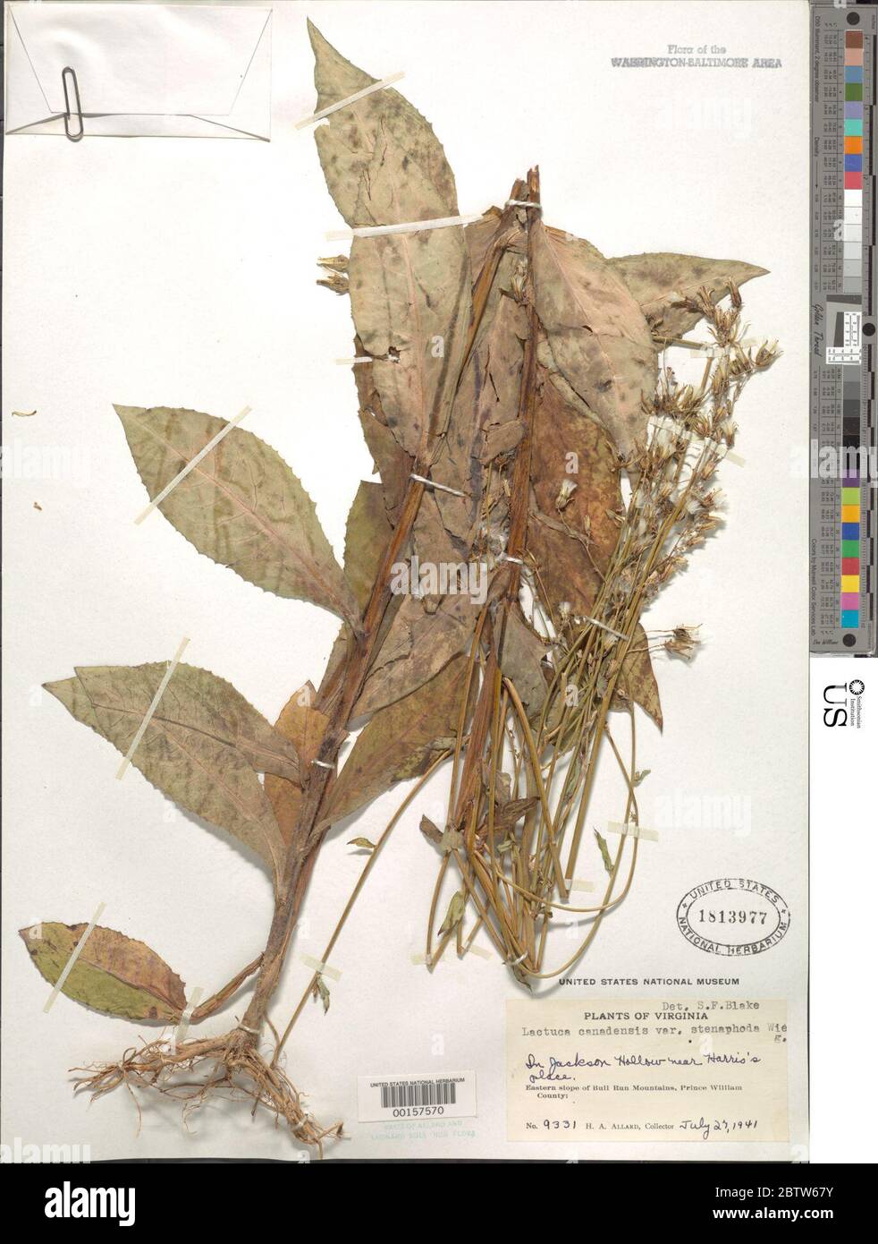 Lactuca canadensis var stenopoda Wiegand. Stock Photo