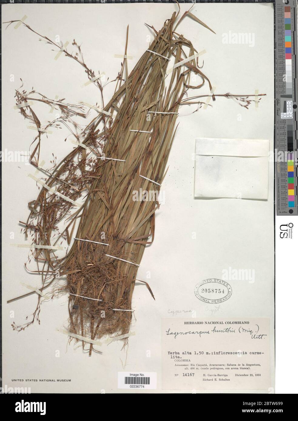 Lagenocarpus verticillatus Spreng T Koyama Maguire. Stock Photo