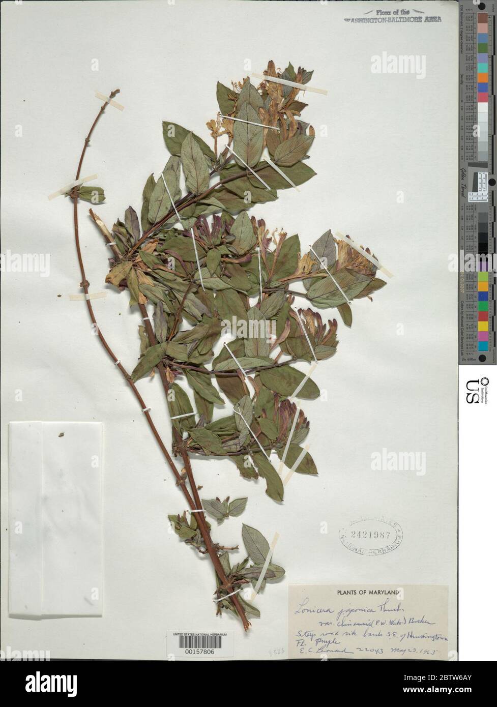 Lonicera japonica var chinensis P Watson Baker. Stock Photo
