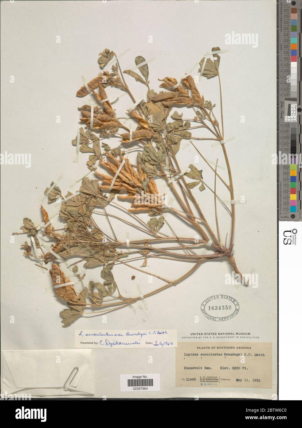 Lupinus succulentus var brandegeei. Stock Photo