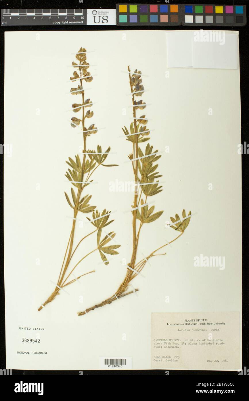 Lupinus argenteus Pursh. Stock Photo