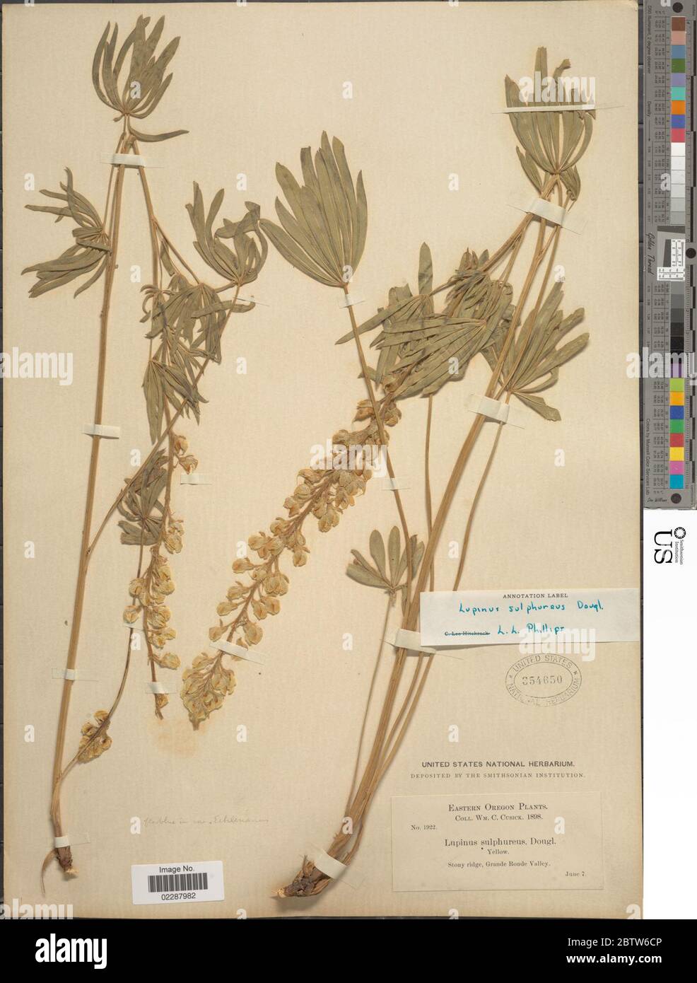 Lupinus sulphureus. Stock Photo