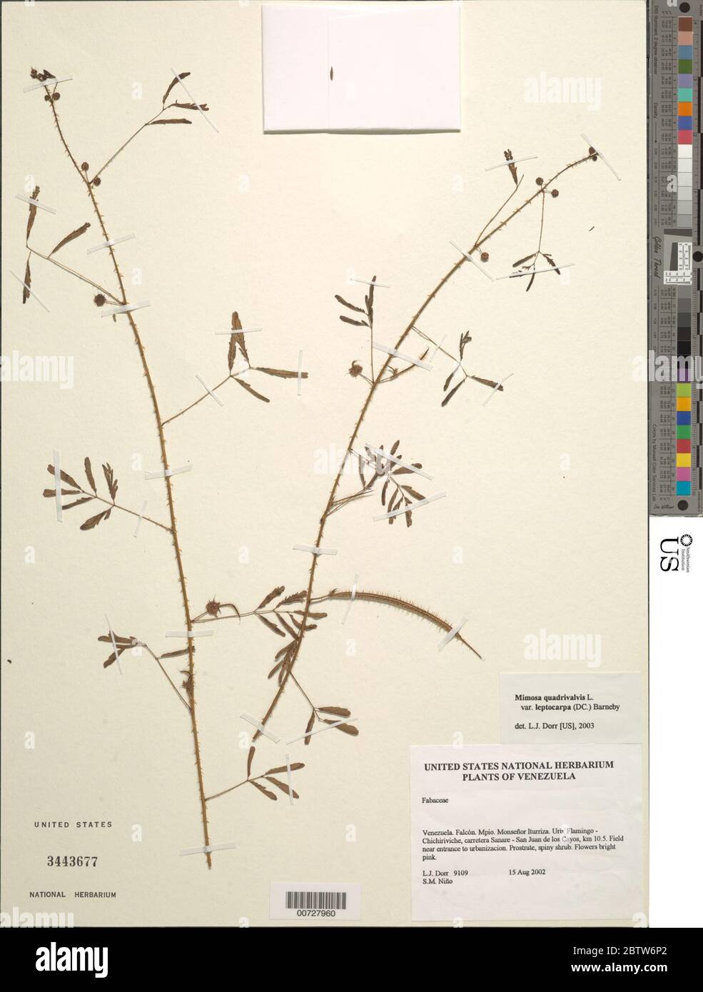 Mimosa quadrivalvis var leptocarpa DC Barneby. Stock Photo