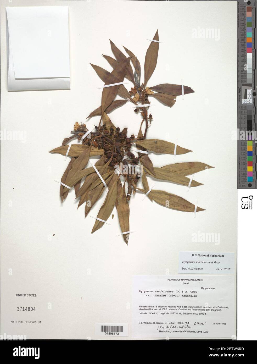 Myoporum sandwicense A Gray. Stock Photo