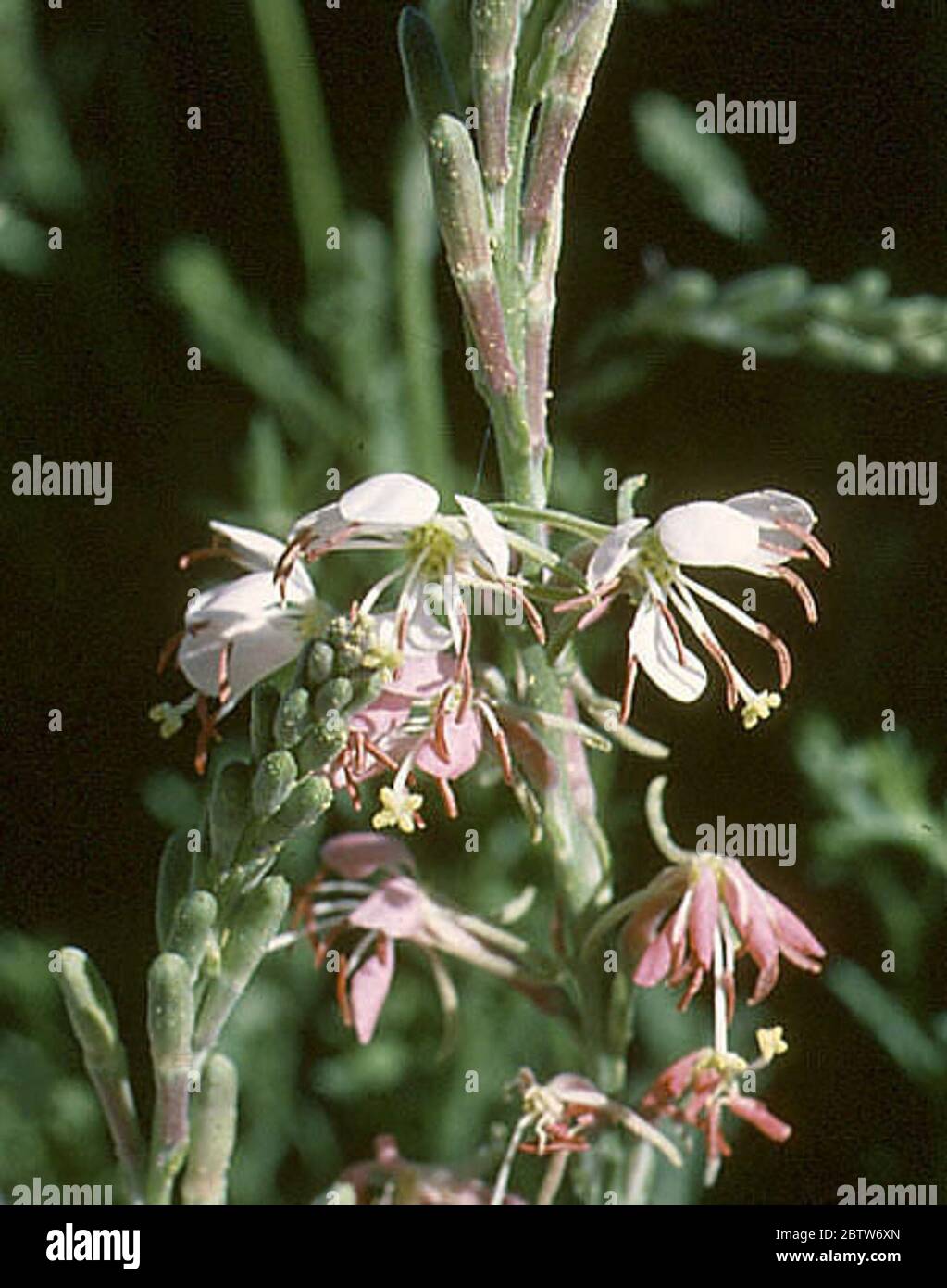 Oenothera suffrutescens Ser WL Wagner Hoch. Stock Photo