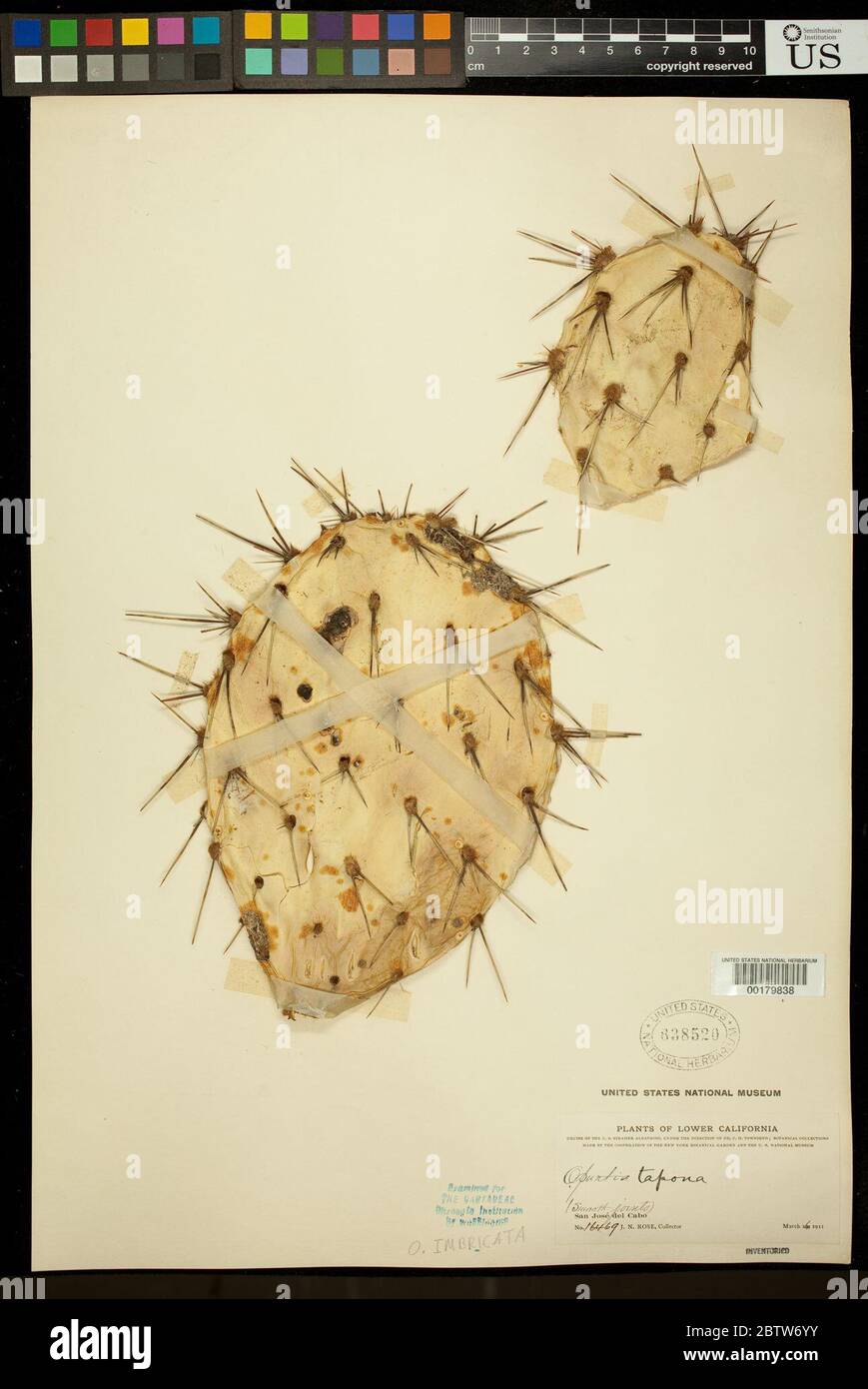 Opuntia tapona Englem ex JM Coult Stock Photo Alamy